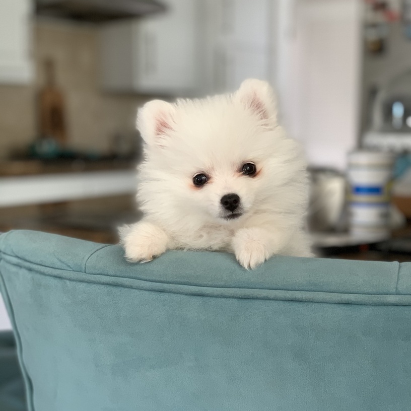 Gigi Oliver — Store Mascot & Cheer Dog at Paper Sack Publishing